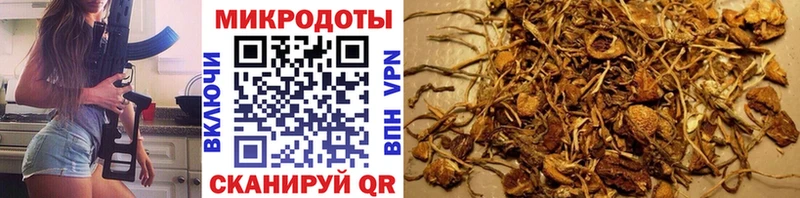 купить наркотик  Нестеровская  Псилоцибиновые грибы Psilocybine cubensis 
